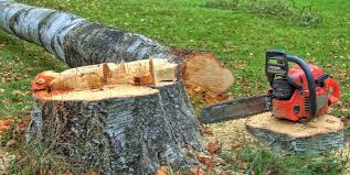 Best Emergency Tree Removal  in Long Beach, NY