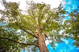 Best Arborist Consultation Services  in Long Beach, NY