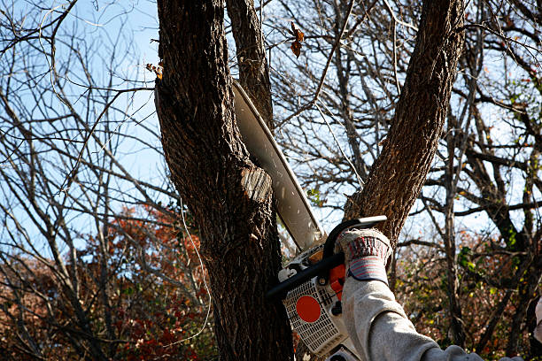 Professional Tree Care in Long Beach, NY