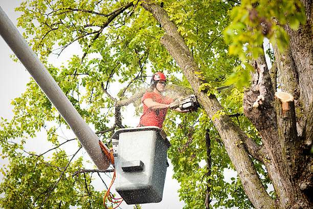 Tree and Shrub Care in Long Beach, NY